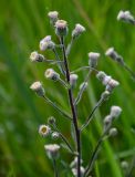 Erigeron acris. Соцветия. Московская обл., окр. г. Железнодорожный, долина р. Чёрная, залежь. 16.06.2024.