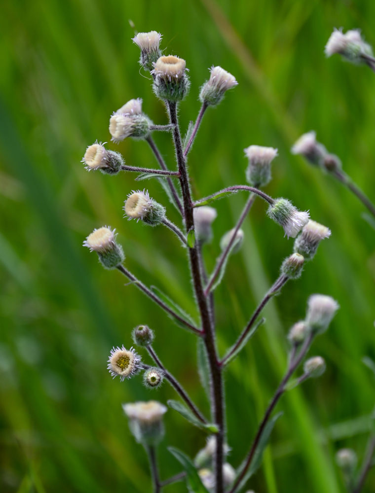 Изображение особи Erigeron acris.