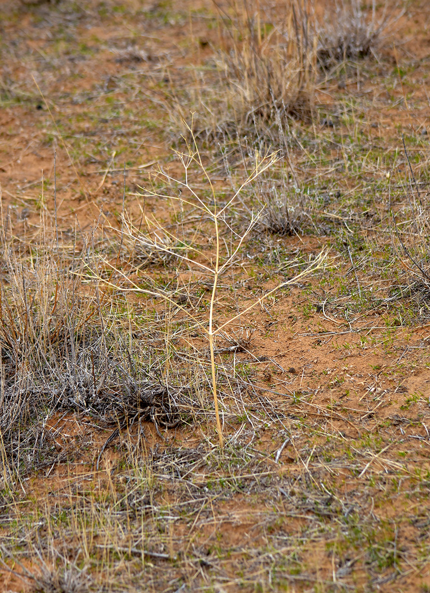 Image of Ferula caspica specimen.