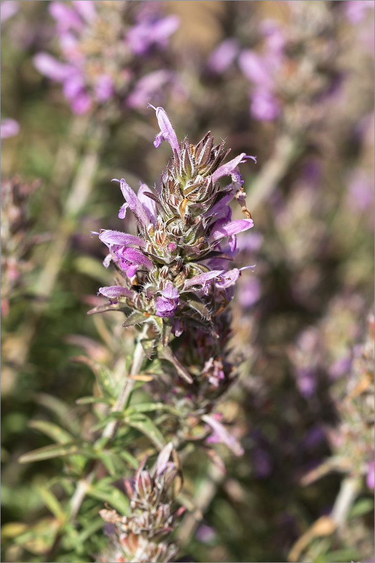 Изображение особи семейство Lamiaceae.