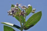 Calotropis gigantea. Верхушка веточки с соцветиями. Вьетнам, провинция Кханьхоа, южные окр. г. Нячанг, обочина дороги, бровка обрыва. 01.08.2024.