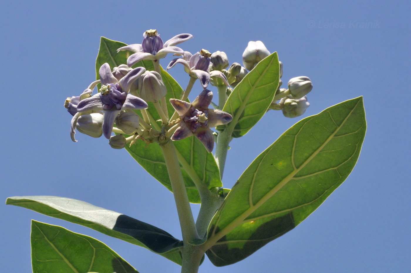 Image of Calotropis gigantea specimen.