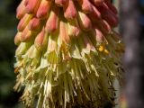 Kniphofia uvaria. Цветки и бутоны. Крым, Южный Берег, городской округ Ялта, Массандровский парк. 29.05.2024.