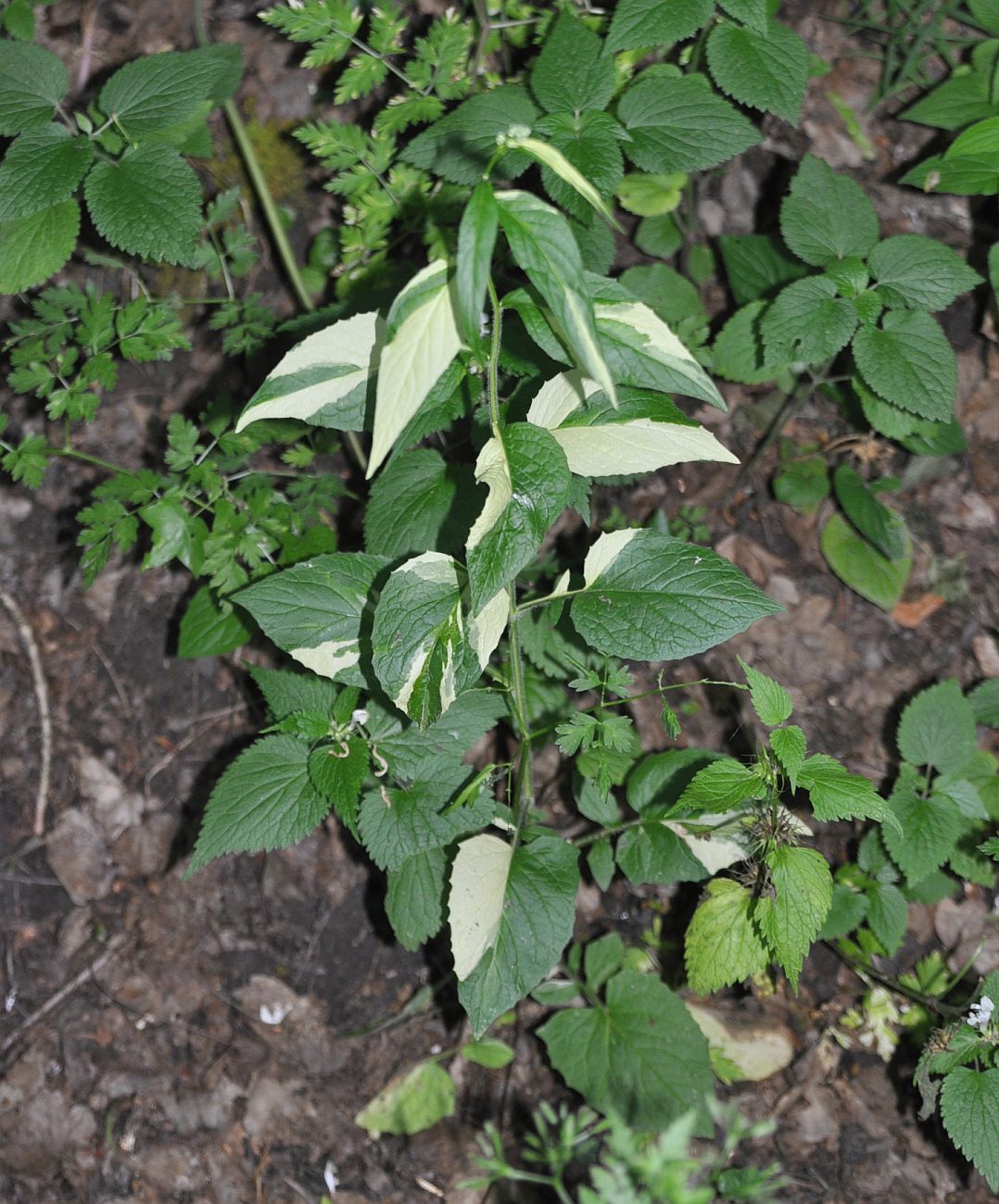 Изображение особи семейство Asteraceae.