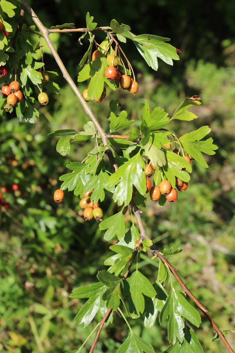 Изображение особи Crataegus monogyna.