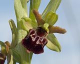 Ophrys подвид caucasica