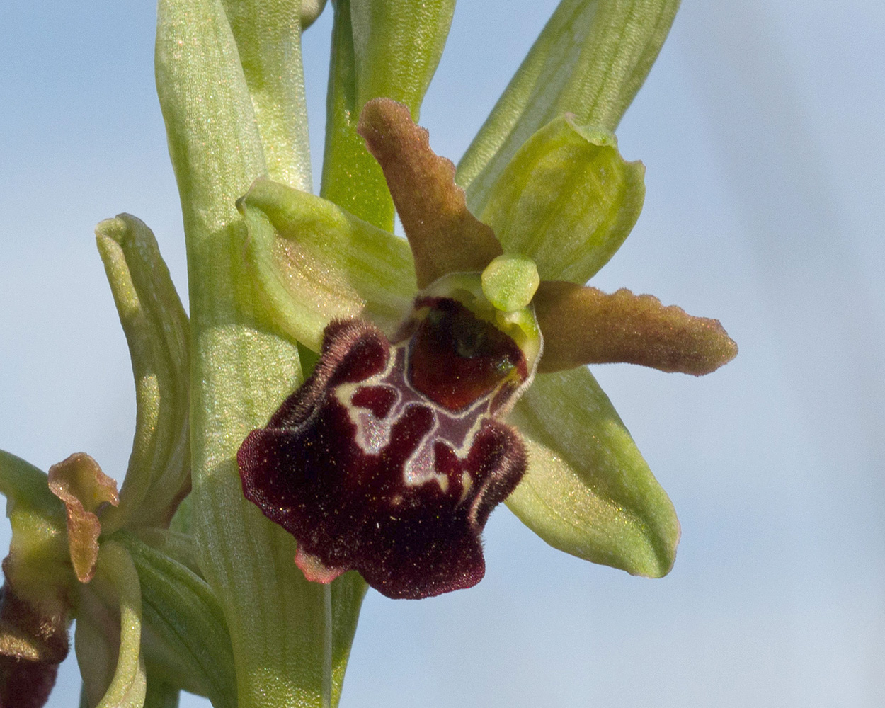 Image of Ophrys mammosa ssp. caucasica specimen.