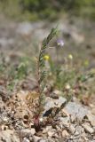 View full-size image Lens orientalis