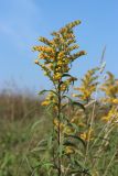 View full-size image Solidago canadensis