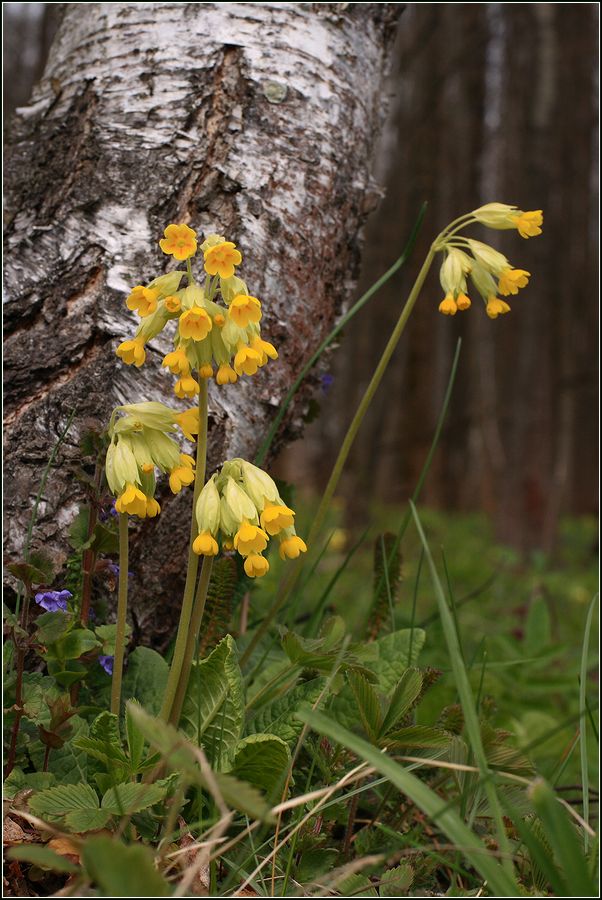 Image of Primula veris specimen.