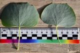 View full-size image Populus pruinosa