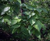 View full-size image Ulmus minor