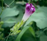 Смотреть изображение Ipomoea purpurea