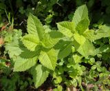 Смотреть изображение Senecio propinquus