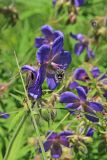 View full-size image Geranium pratense