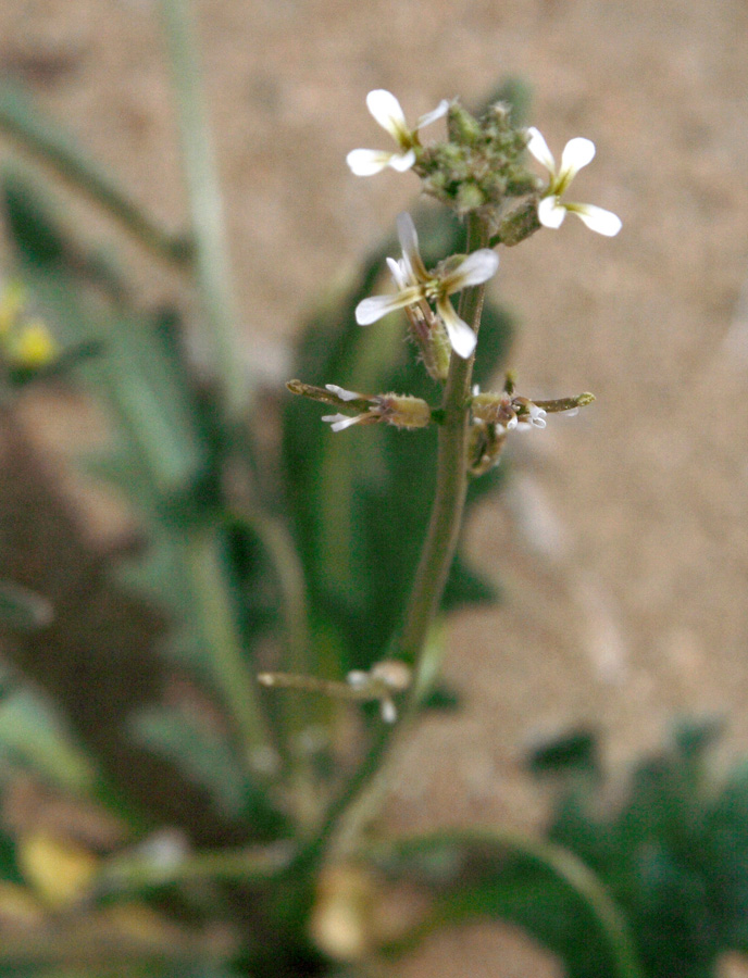 Image of Strigosella circinata specimen.