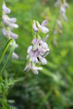 View full-size image Vicia sylvatica