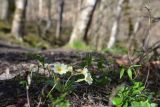 View full-size image Primula vulgaris