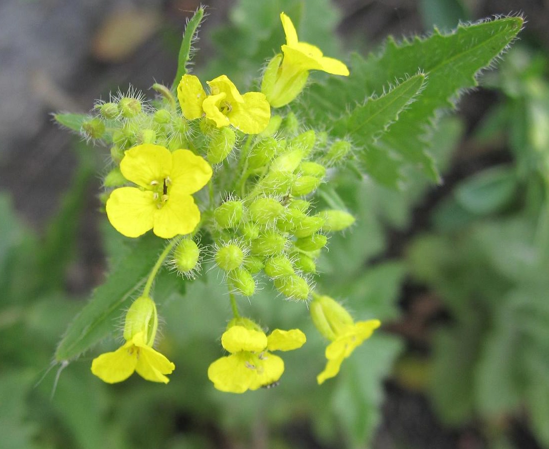 Image of Sisymbrium loeselii specimen.