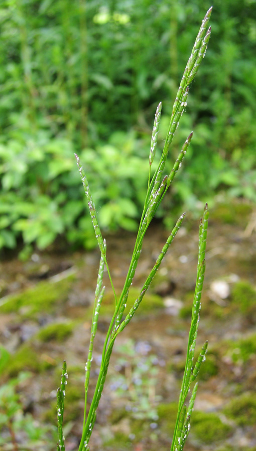 Image of Glyceria notata specimen.