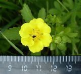 Potentilla reptans. Аномальный (шестилепестковый) цветок и нераскрывшиеся бутоны. Ростовская обл., дельта Дона, Подазовье, окр. хутора Узяк. 12 июня 2011 г.