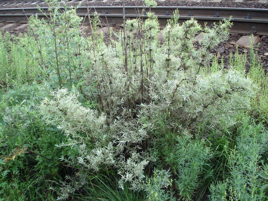 Image of genus Artemisia specimen.