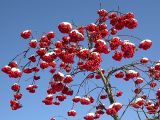 Sorbus aucuparia. Верхушка молодого дерева со зрелыми плодами. Киев, Святошинский лес. Ноябрь 2004 г.