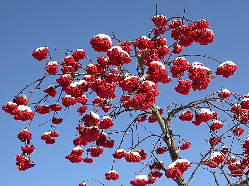 Изображение особи Sorbus aucuparia.