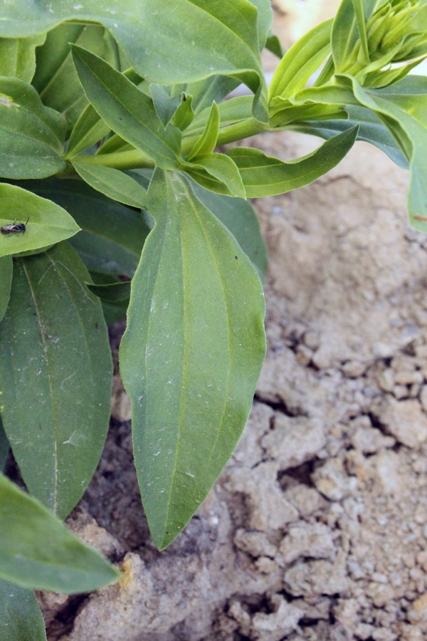 Изображение особи Saponaria officinalis.