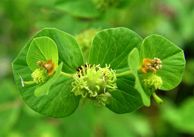 Image of Euphorbia squamosa specimen.