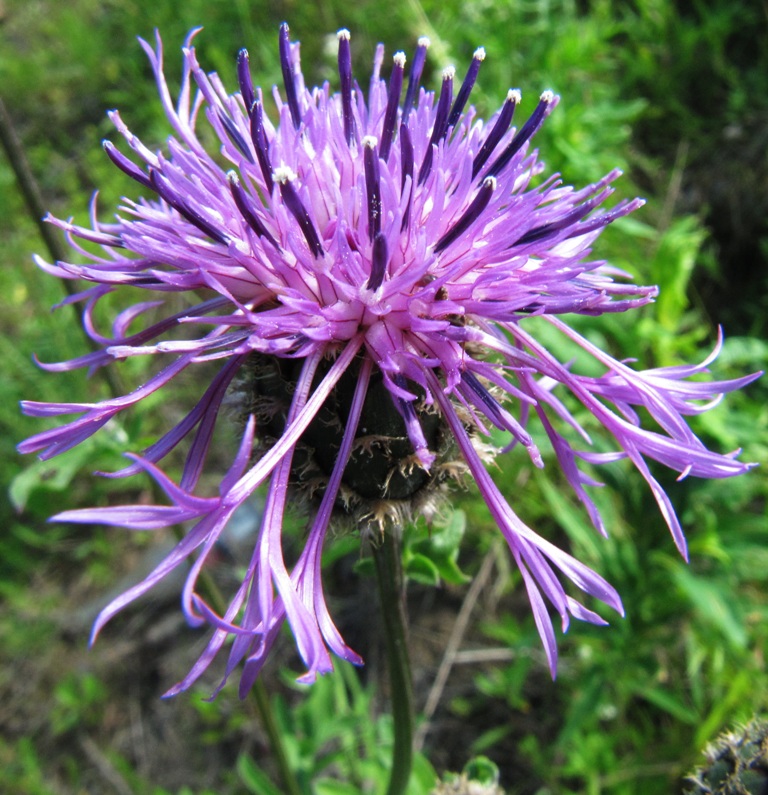 Изображение особи Centaurea scabiosa.