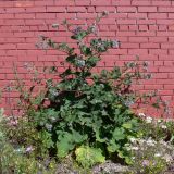 Arctium tomentosum. Цветущее растение. Свердловская обл., г. Североуральск. 11.07.2011.