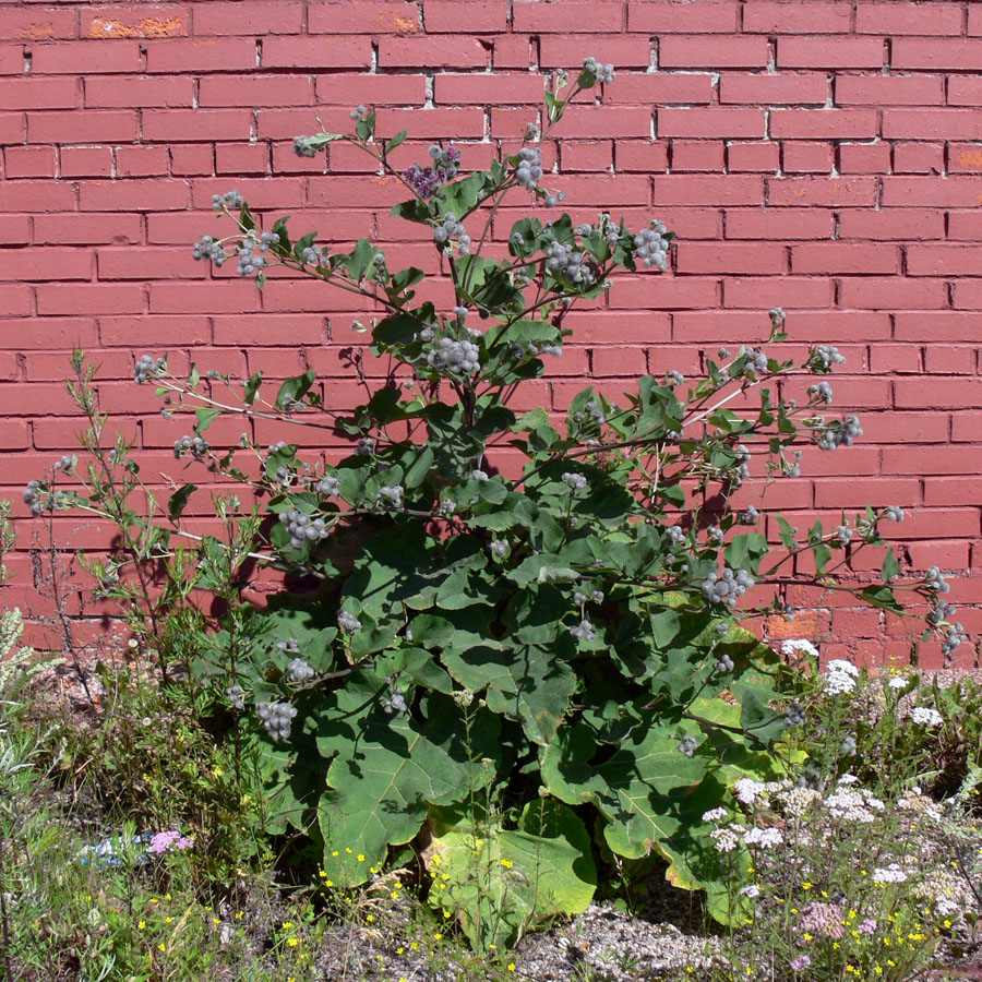 Image of Arctium tomentosum specimen.