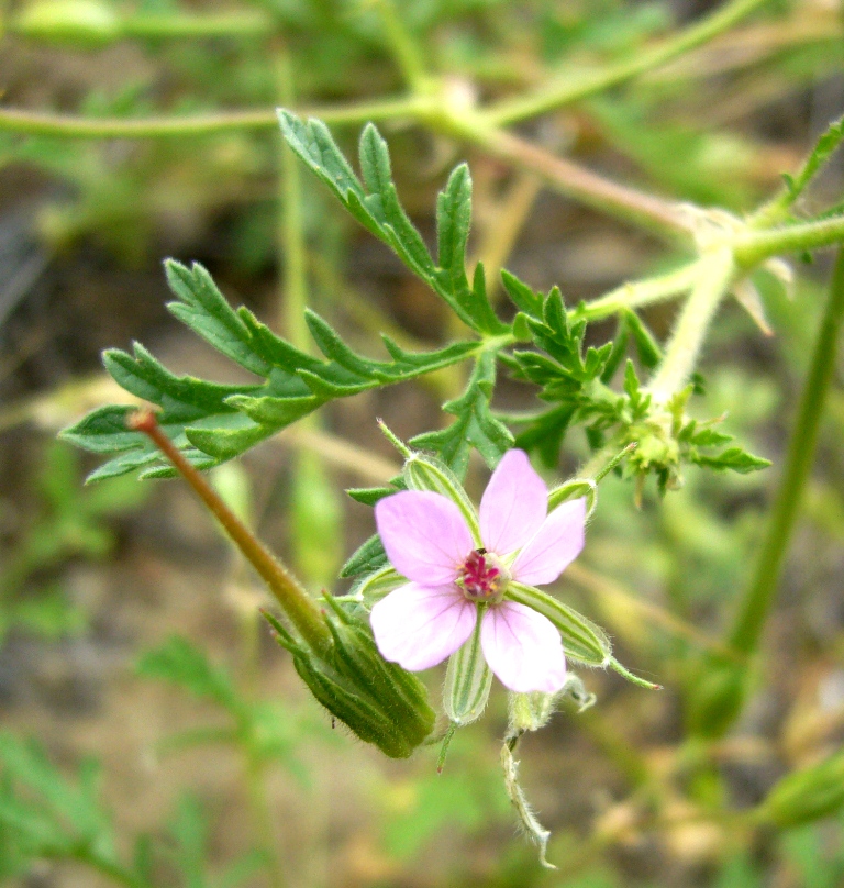 Изображение особи Erodium ciconium.