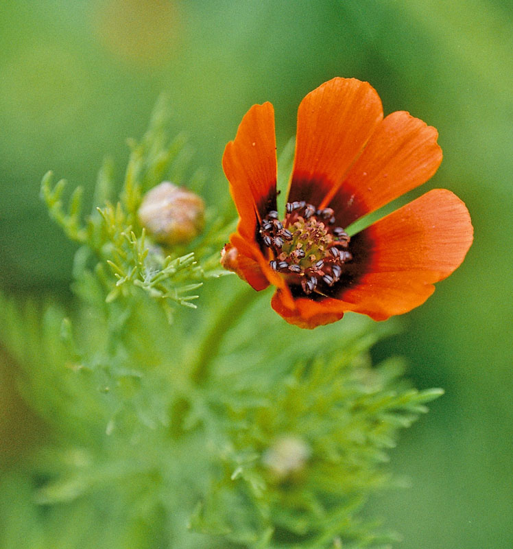 Image of Adonis parviflora specimen.