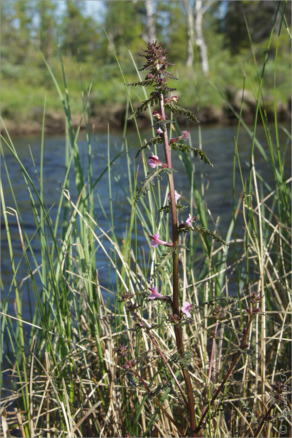 Image of Pedicularis palustris specimen.