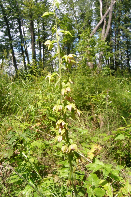 Изображение особи Epipactis helleborine.