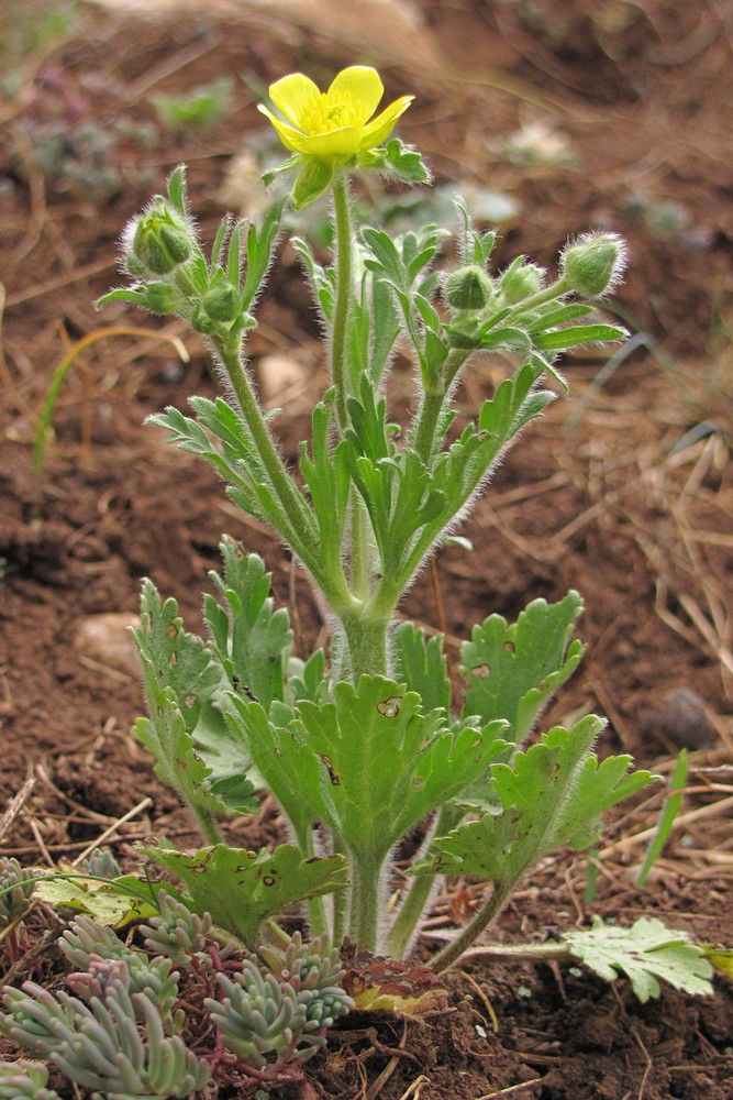 Image of Ranunculus oxyspermus specimen.