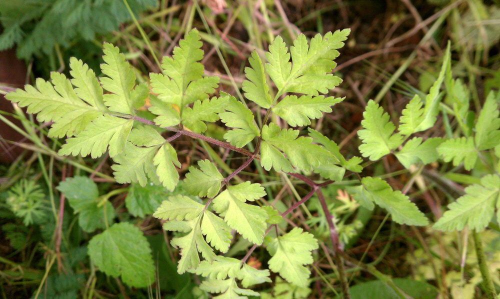 Image of Chaerophyllum temulum specimen.