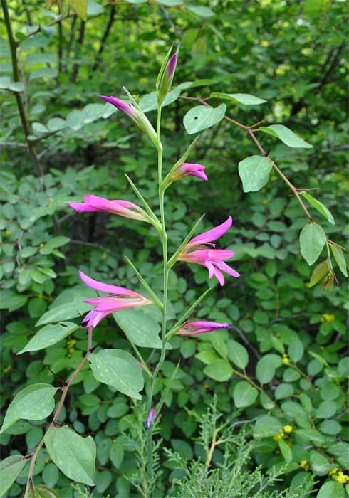 Image of Gladiolus italicus specimen.