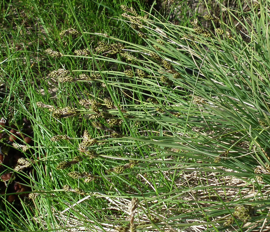 Image of genus Carex specimen.