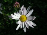 Chrysanthemum zawadskii