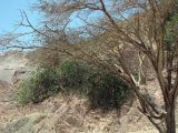 Plicosepalus acaciae. Растение на ветвях Acacia raddiana. Израиль, Эйлатские горы. 05.06.2012.