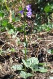 Campanula bononiensis. Цветущее растение. Крым, Ялтинская яйла. 26 июля 2012 г.