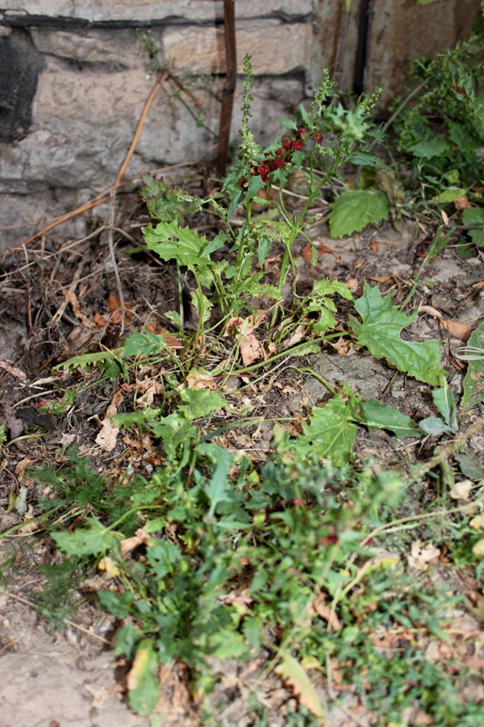 Image of Blitum virgatum specimen.