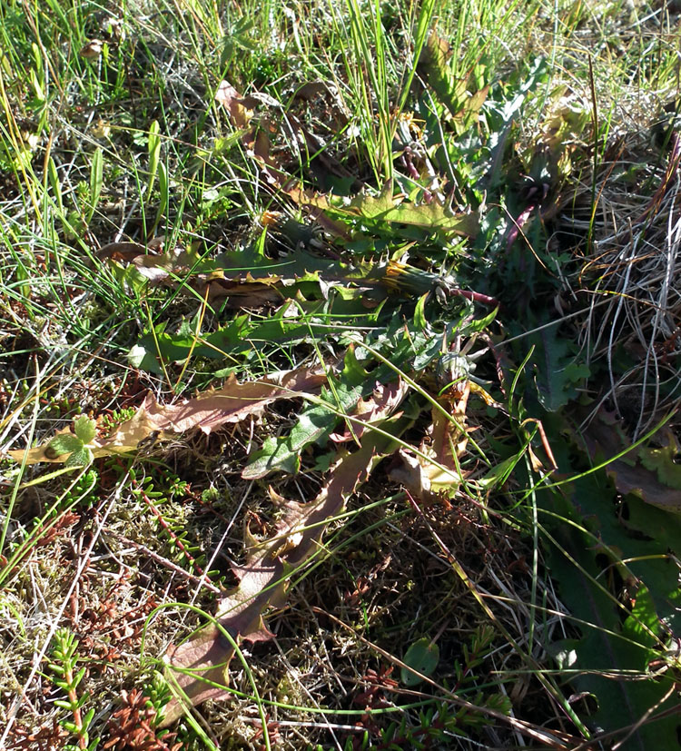 Image of genus Taraxacum specimen.