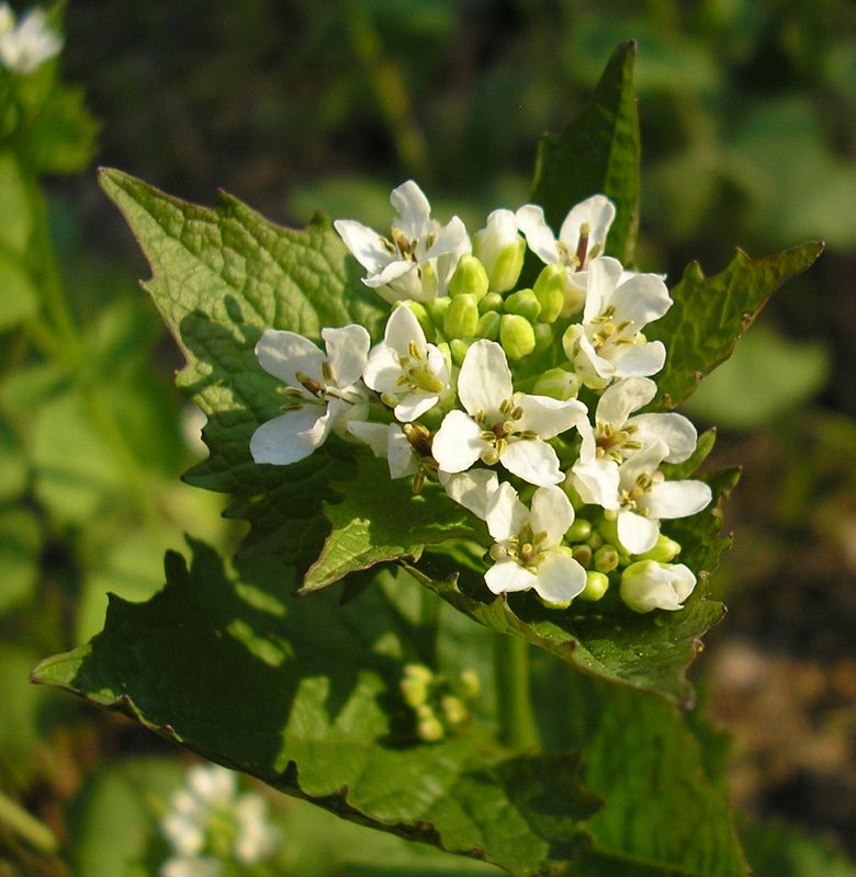 Изображение особи Alliaria petiolata.