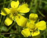 Potentilla impolita. Цветки. Тульская обл., Плавский р-н, окр. пос. Молочные Дворы. 07.07.2008.