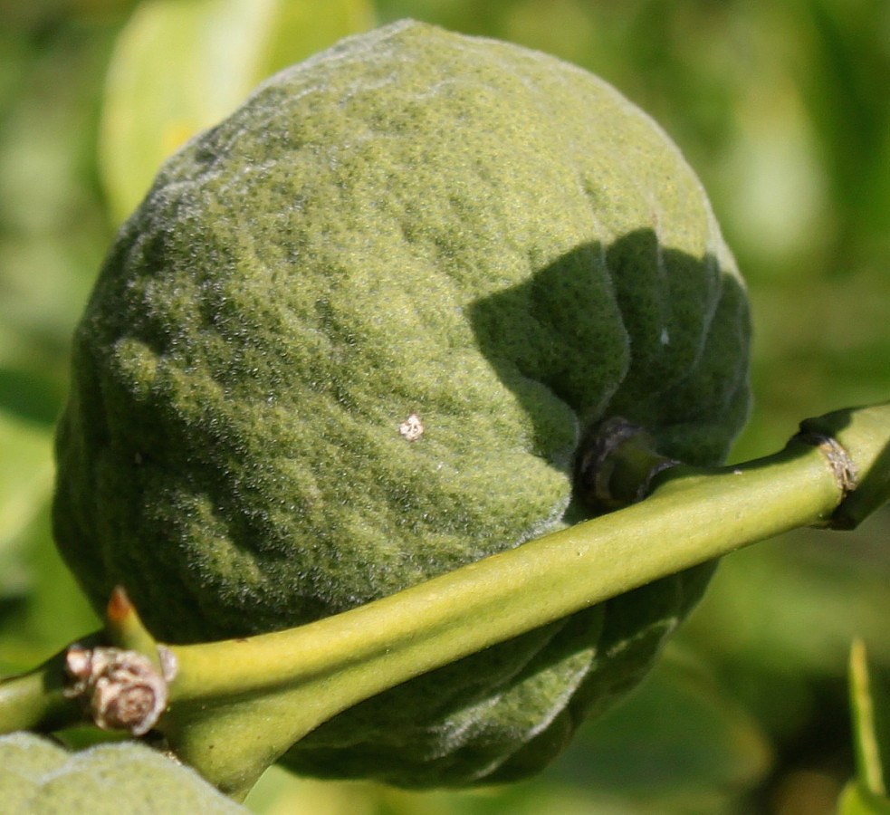 Image of Poncirus trifoliata specimen.