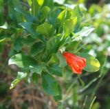 Punica granatum. Верхушка веточки с распускающимся цветком. Греция, Дельфы. 09.06.2009.
